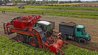 Youngtimer Field day | Maize & beet harvest, tillage | 60s/70s/80s/90s/00s classics!