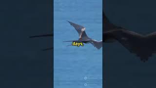 The Bird That Sleeps While Flying  ||  Birds That Sleep While Flying !  ||  QuickBytes