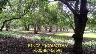 FINCA PRODUCTIVA AGUACATE Y CITRICOS 20 MZ EN CARAZO