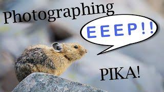 High Mountain Pika Photography and Grayling! | Nature Photography and Fishing in Montana