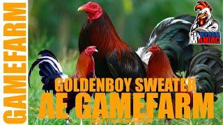 SPECIAL GOLDENBOY SWEATER | AE GAMEFARM