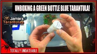 Unboxing A Green Bottle Blue Tarantula! - Jamie's Tarantulas Review [Ep:9]