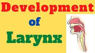 Larynx development | Embryology | Tracheoesophageal fistula | Embryology of Larynx |