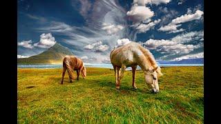 1 HOUR of Beautiful HORSES From Around The World - Best Relax Music, Meditation, Stress Relief