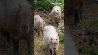 my fun adventure in the wild #vlog #mycapylife