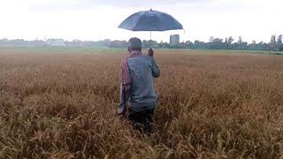 Jammu Farmers Worried As Unseasonal Rain Destroys Crops