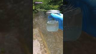 Comparing Stagnant Water vs Running Water Under A Microscope