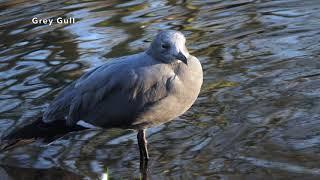 Grey Gull