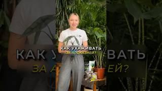 Как ухаживать за тропической красоткой? #алоказия #цветыдлядома #комнатныерастения #цветы