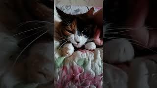 It's time for petting!#cat #animals #pets  #shortvideo #shortsvideo