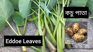 Harvesting eddoe leaves | allotment growing | shokher bagan | UK grown Bangladeshi vegetables.