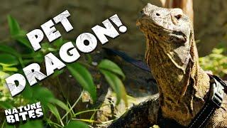 Komodo Dragons Go For Walkies… | The Secret Life of the Zoo | Nature Bites