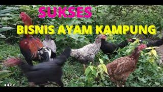 TIPS SUKSES TERNAK AYAM KAMPUNG SEMI INTENSIF BAGI PEMULA @Maskus942