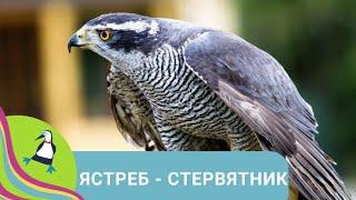 ‍‍‍ НАБЛЮДЕНИЕ ЗА ЖИЗНЬЮ! Ястреб - стервятник. Документальный фильм.