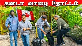  கனடா தமிழரின் குலைபோட்ட வாழை  ! Banana Tree in Toronto canda !  Jaffna  youtubers | Tamil  Vlog