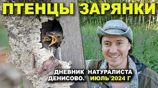 Птенцы зарянки. Дневник натуралиста. Июль 2024