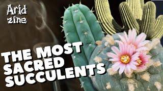 Sacred succulents: San Pedro, peyote, frankincense and others