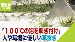 「１００℃の泡を吹き付けて草抜き」１本ずつ抜く手間省く『雑草処理技術の実証実験』（2021年9月28日）