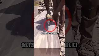 두드리면 종소리가 나는 나무