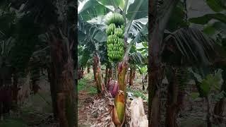 Banana Eco Plantation, La Orotava, Tenerife #nature