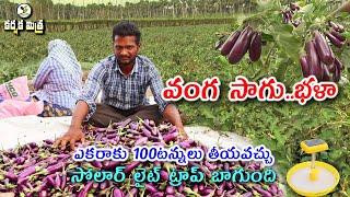 వంగ సాగు బాగుంది || ఏడాది మొత్తం దిగుబడి || Success Story of Brinjal Farming || Karshaka Mitra