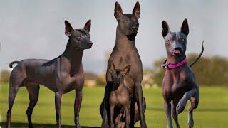 These Are 10 Rare Hairless Dog Breeds