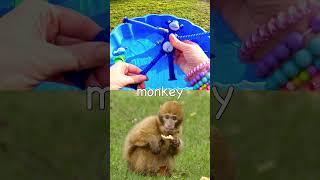 Learn Animal Names for Babies Toddlers Kids: Elephant Peacock Crocodile Monkey Chameleon