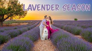 Visiting Provence during Lavender Season / Best of Provence in 1 Day