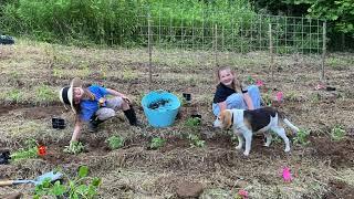 Preparing the Kitchen Garden for Winter & Pig Wrangling