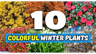 10 Striking Plants for Winter Color You NEED in Your Garden!