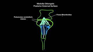 [REMADE] Medulla Oblongata - External and Internal structures (White and Grey matter) | Anatomy