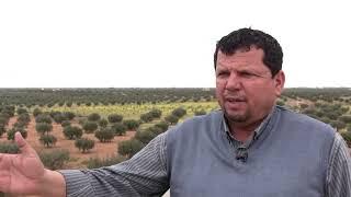 Tunisia's olive-oil exporters decry missed opportunities | REUTERS