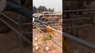 Farmers Risk Lives collecting Ostrich Eggs 