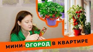 МИНИ-ОГОРОД В КВАРТИРЕ. ОВОЩИ, ЗЕЛЕНЬ И ДАЖЕ КЛУБНИКА ДОМА