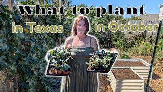 What to plant in October in your Texas Fall Garden!