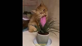 Real sigma cats Vibes in 2025#sigma#cat#cute#funny..
