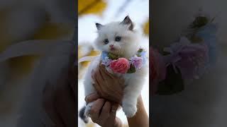 Farah Khan official #cat #cute