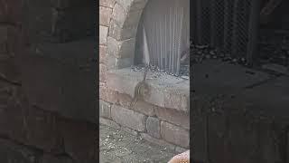 Living in a fireplace #outdoors #nature #share #naturephotography #naturelovers #wildlifephotography
