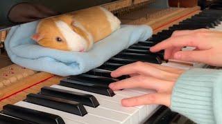 My guinea pig dindin loves my piano playing