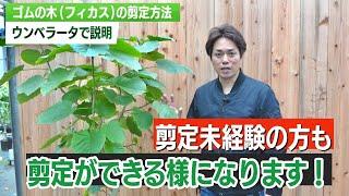 【簡単にできる】失敗しないウンベラータ(ゴムの木）の剪定方法を教えます【観葉植物】