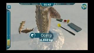 Самый крупный осётр на 4.640 кг.