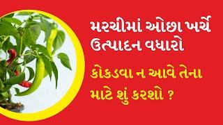 મરચીમાં ઓછા ખર્ચે ઉત્પાદન વધારો કોકડવા ન આવે તેના માટે શું કરશો ? KAMA Organic