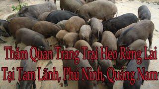 trang trai nuoi heo rung lai o quang nam | Làm giàu từ nuôi heo rừng lai kết hợp trồng cây ăn quả