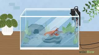 How to Take Care of Crayfish