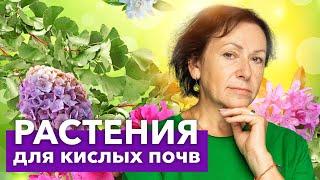 ЭТИ РАСТЕНИЯ ОБОЖАЮТ КИСЛЫЕ ПОЧВЫ! Что хорошо растет и красиво цветет на кислых почвах