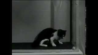 US Army LSD Test on Cat