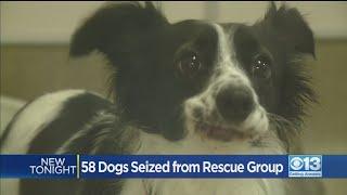 58 Dogs Seized From Rescue Group