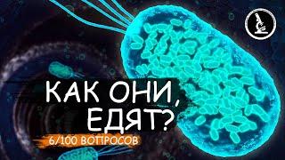 КАК ОБЕДАЮТ МИКРОСКОПИЧЕСКИЕ ОХОТНИКИ? СПОСОБЫ ПИТАНИЯ МИКРООРГАНИЗМОВ