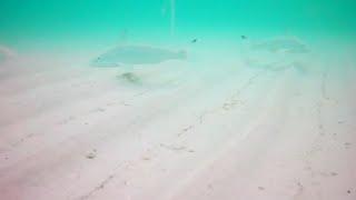 THIS is WHY you GOT SKUNKED SURF FISHING! *UNDERWATER FISHING CAMERA*