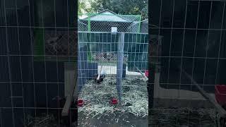 Instalaciones Partido Capital Rooster